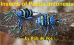 Insects of Papua Indonesia